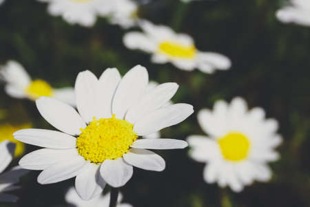 Daisy (chamomile) flowers. nature background.の写真素材