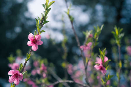 Spring seasonal background with pink flowers. Blossoming tree in spring.の写真素材