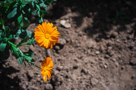 Calendula officinalis with orange petals blossom. Pot marigold flowers with warm yellow color in the gardenの写真素材