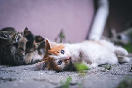 little red kitten with blue eyes. Portrait of tabby cat. Street cat and lifestyle concept. Cat looking the camera.の写真素材