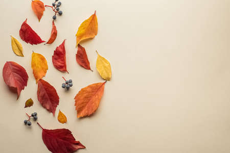 Isolated autumn leaves. Multicolored fallen autumn leaves isolated on soft yellow backgroundの写真素材