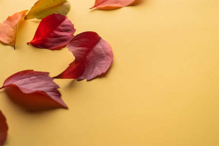 Isolated autumn leaves. Multicolored fallen autumn leaves isolated on yellow background. selective...