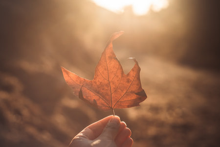 Autumn leaf in woman's hand. sunset colors.の写真素材
