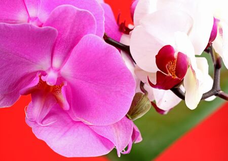 a pink orchid isolated on redの写真素材