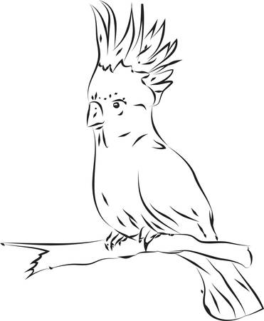 A parrot on the whiteのイラスト素材