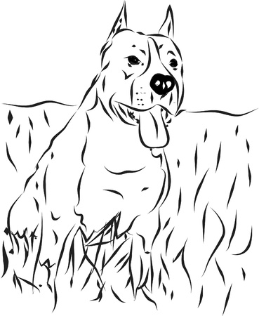 staffordのイラスト素材