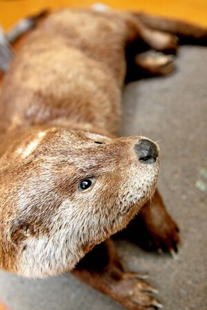 beaverの写真素材