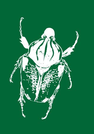 beetleのイラスト素材