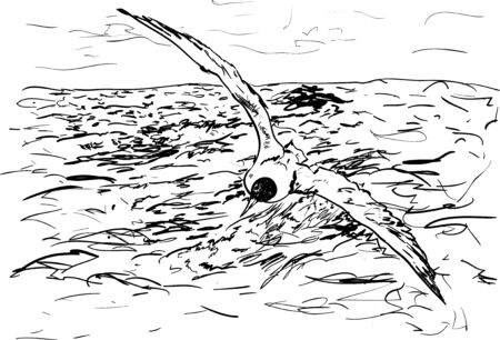 seagullのイラスト素材