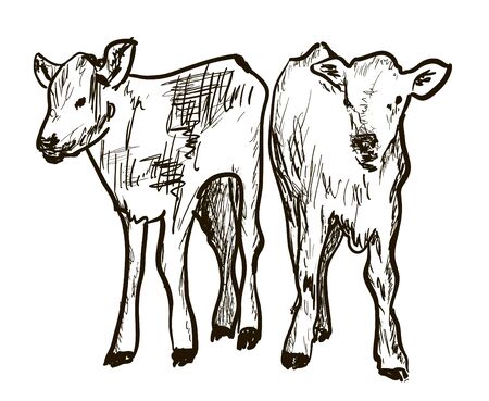 calfsのイラスト素材