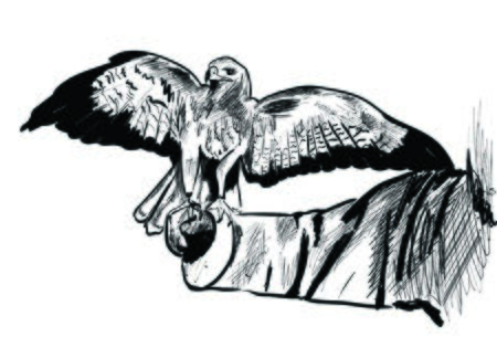 falconのイラスト素材