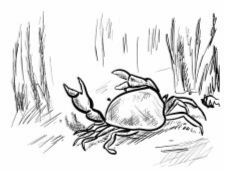 hand drawn vector illustration of a crabのイラスト素材