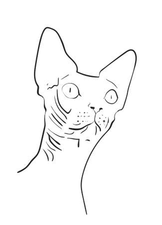 illustration of a catのイラスト素材