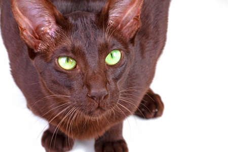 a portrait of a catの写真素材