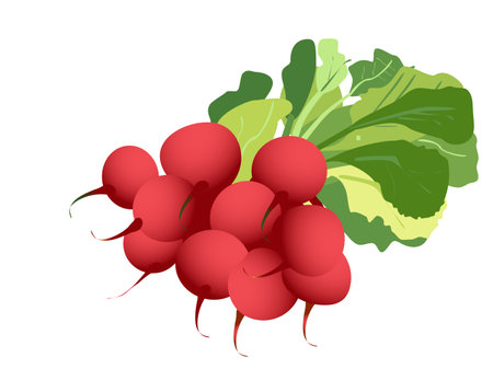 a delicious radish isolated on whiteのイラスト素材