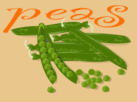 a green tasty peas on the tableのイラスト素材