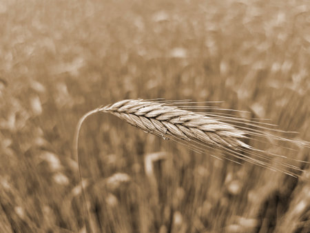 ear of wheat in fieldの写真素材