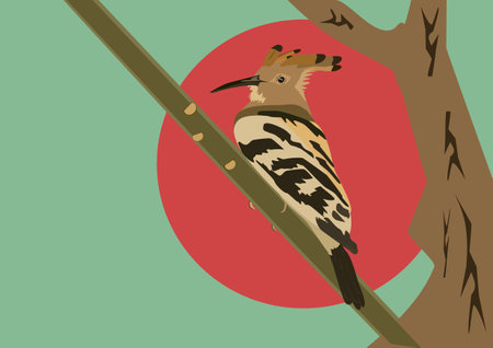 Eurasian Hoopoe or Common Hoopoe (Upupa epops)のイラスト素材