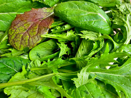 Close-up of fresh green arugula salad leaves as background