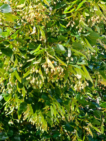 Branch of a blossoming linden tree with green leaves