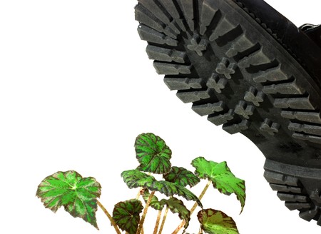 brute military boots and plant isolated on a white backgroundの写真素材