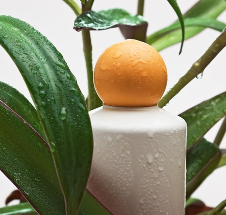 jar cosmetic cream and green wet leafの写真素材