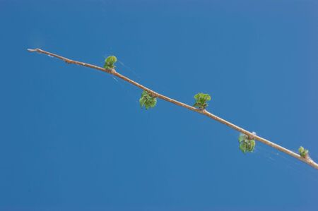 branch with leaves blown against the blue skyの写真素材