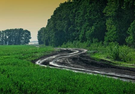country road meandering along the forestの写真素材
