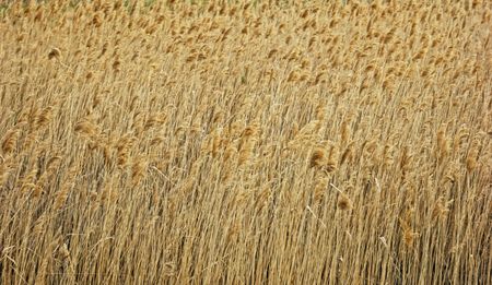 landscape grass in the steppeの写真素材