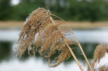 close-up of reeds on the lakeの写真素材