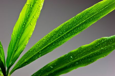 dew drops on green leafの写真素材