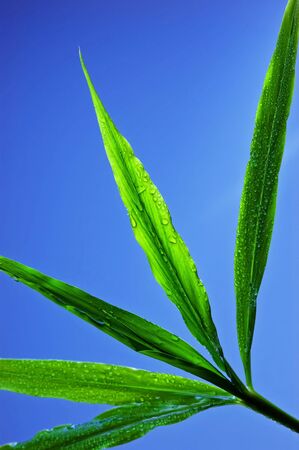 dew drops on green leafの写真素材