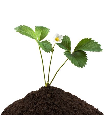 Green plant in the soil   isolated on white background の写真素材