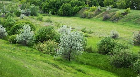 summer landscape ravine and forestの写真素材