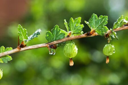 branch with berries, gooseberries with dropsの写真素材