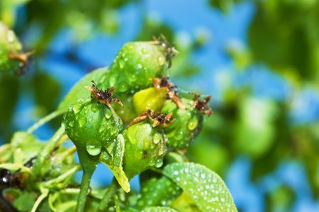 unripe pears on a tree after rainの写真素材