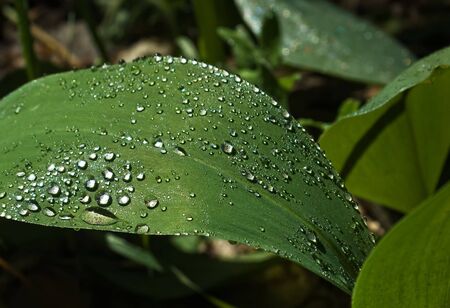 dew drops on green leafの写真素材