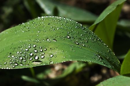 dew drops on green leafの写真素材