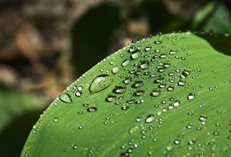 dew drops on green leafの写真素材