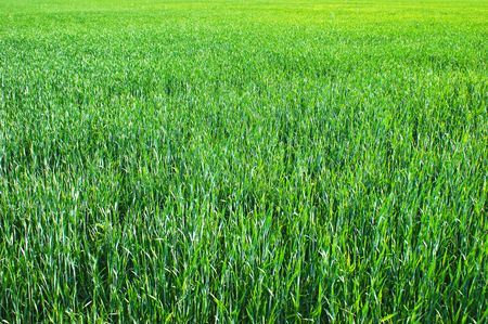 green grass in a meadowの写真素材