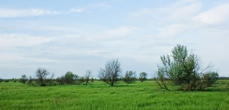 Summer landscape,steppe and treesの写真素材