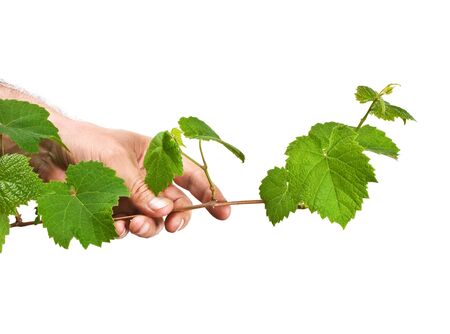hand holding a green twig vine isolated on a white backgroundの写真素材