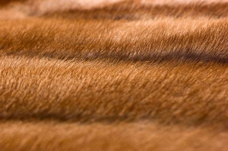 background, mink furの写真素材