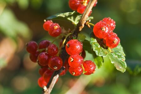 bunch of red currant wet