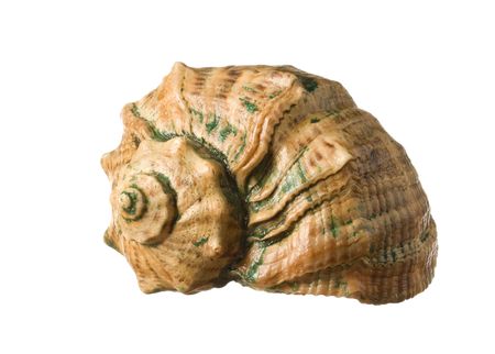 sea shell isolated on a white  background