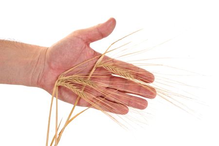 Dried ears of rye in the hands isolated on white backgroundの写真素材