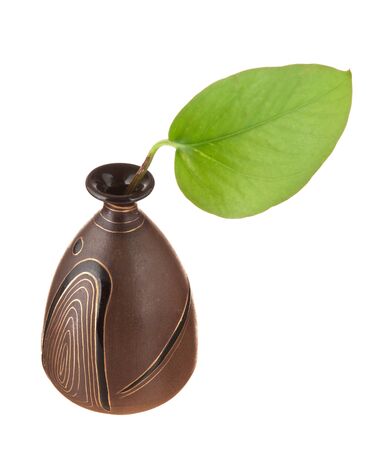 green leaf in vase isolated on white backgroundの写真素材