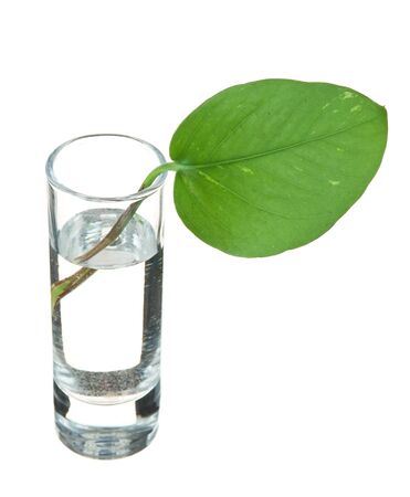 green leaf in a glass  isolated on white backgroundの写真素材