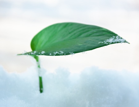 green leaf on snowの写真素材