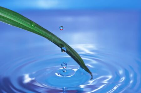 drop of water drops on green leafの写真素材